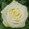 Long Stem White Roses (stem length 23 in/60 cm)