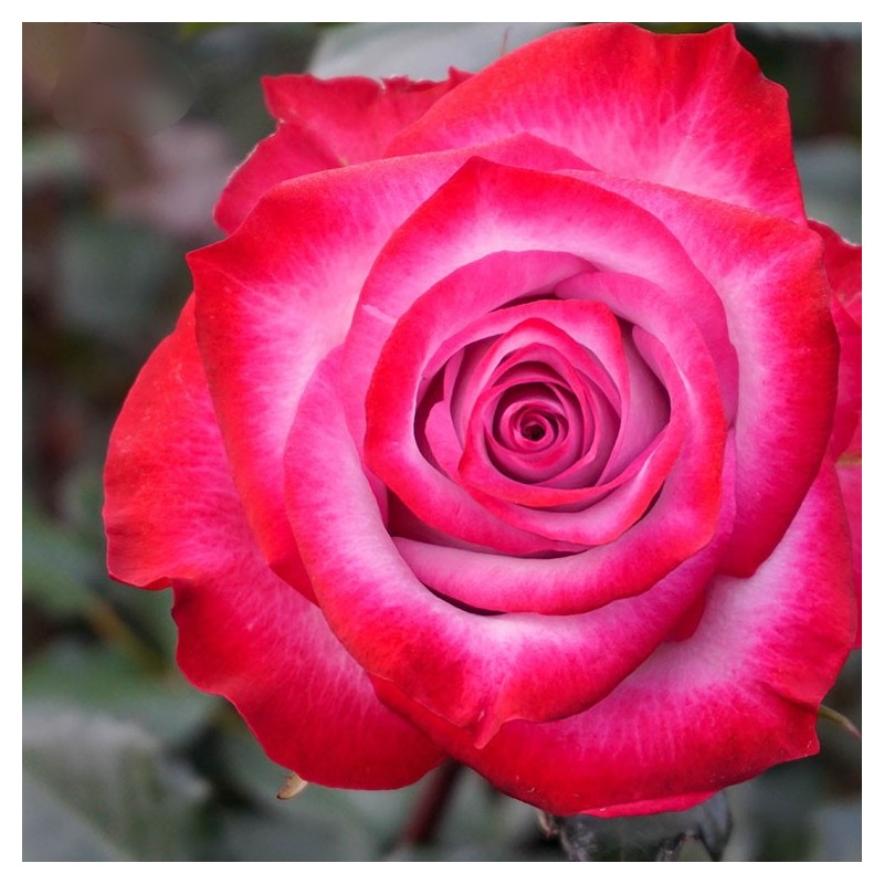 Long stem purple roses