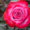 Long stem purple roses