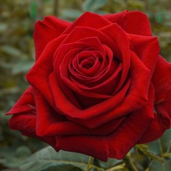Long Stem Red Roses (stem length 23 in/60 cm)