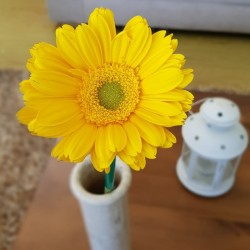 Yellow Gerbera Daisies