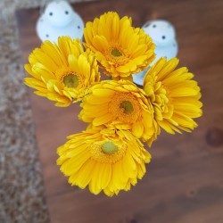 Yellow Gerbera Daisies