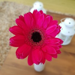 Hot Pink Gerbera Daisies