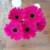 Hot Pink Gerbera Daisies