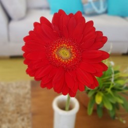 Red Gerbera Daisies