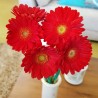 Red Gerbera Daisies