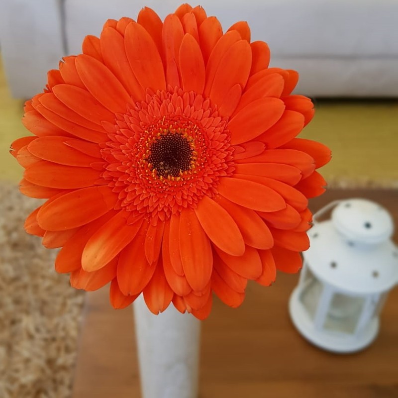 Orange Gerbera Daisies