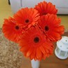 Orange Gerbera Daisies