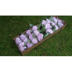 Hydrangea Light Purple - Extra