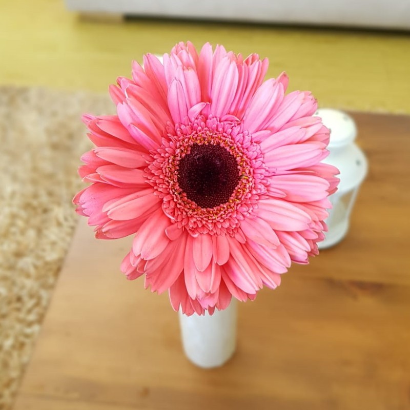 Pink Gerbera Daisies