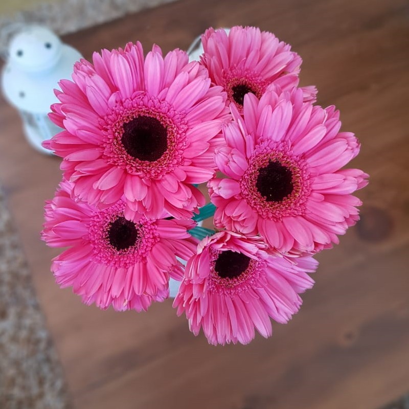 Sullivans 25 Artificial Beautiful Pink Gerbera Daisy