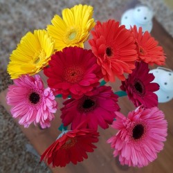 Assorted Gerbera Daisies