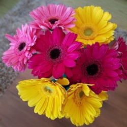 Assorted Gerbera Daisies