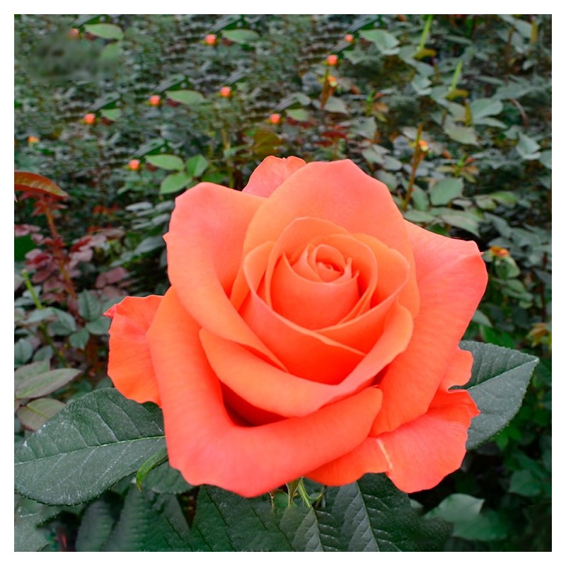 Long Stem Orange Roses (stem length 23 in/60 cm)