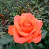 Long Stem Orange Roses (stem length 23 in/60 cm)