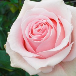 Long stem blush roses in a box