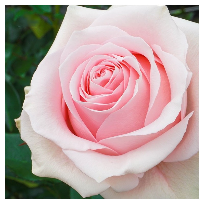 Long stem blush roses in a box