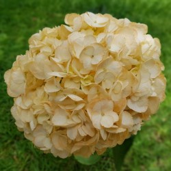 Peach Hydrangeas - Extra