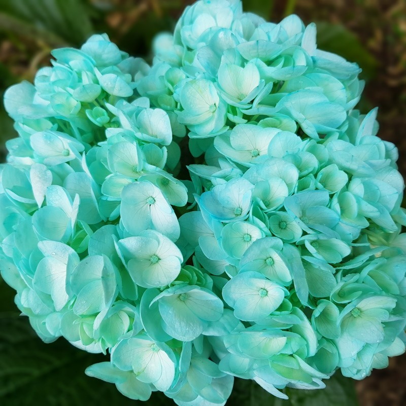 Turquoise Hydrangeas - Extra