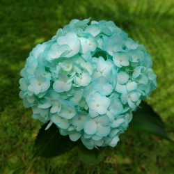Turquoise Hydrangeas - Extra