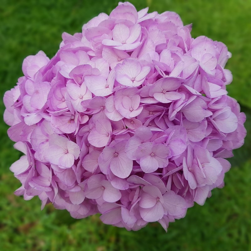 Lavender Hydrangeas - Extra