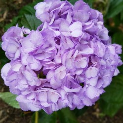 Light Purple Hydrangeas -...