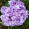 20 Light Purple Hydrangeas - Extra