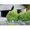 Fresh Green Hydrangeas - Extra