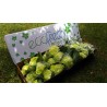 Fresh Green Hydrangeas - Extra