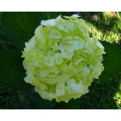 Fresh Green Hydrangeas - Extra