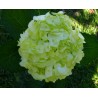 Fresh Green Hydrangeas - Extra