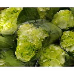 Fresh Green Hydrangeas - Extra