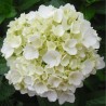 White Hydrangeas - Extra