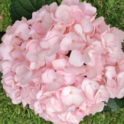 Light Pink Hydrangeas - Extra