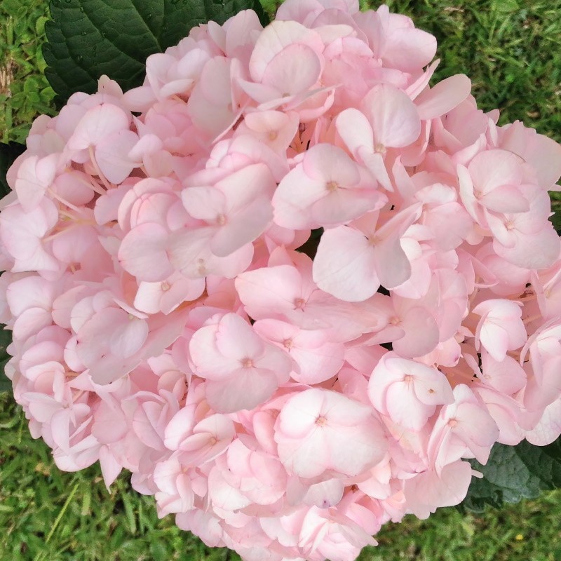 Pink Knickers Hydrangea, Pink Hydrangea Flower Bouquet