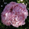 Light Pink Hydrangeas - Extra