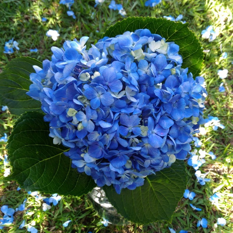 16 Deep Blue Hydrangeas - Extra