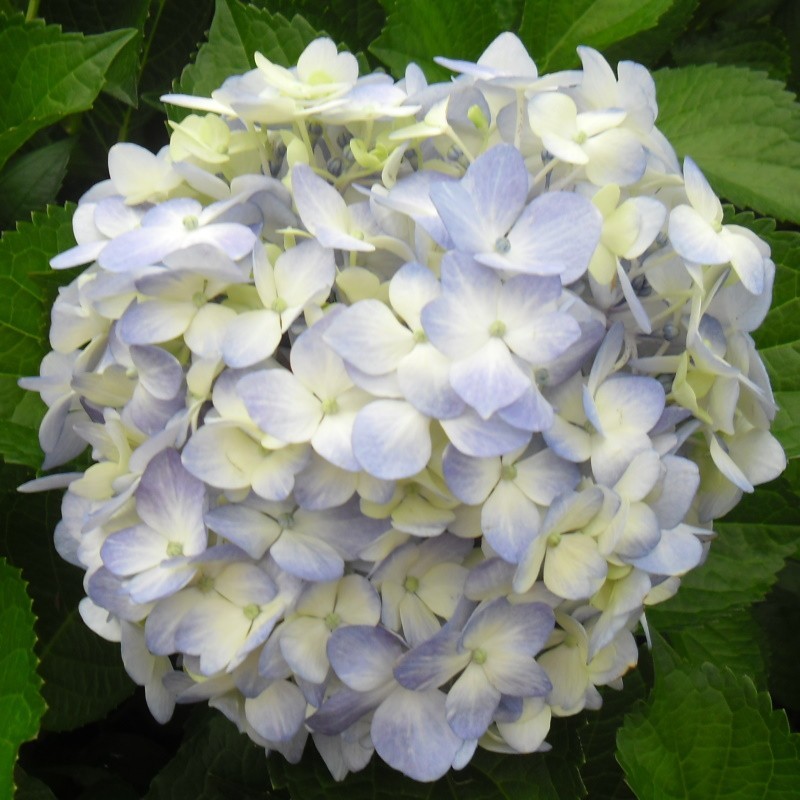 Light Blue Hydrangeas - Extra