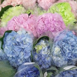 Mixed Hydrangeas