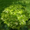 16 Green Emerald Hydrangeas