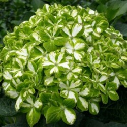 16 Green Emerald Hydrangeas