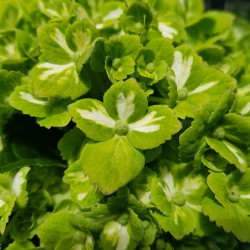 16 Green Emerald Hydrangeas