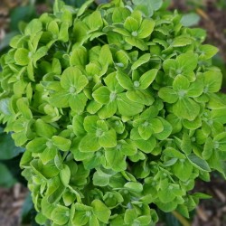 16 Green Diamond Hydrangeas