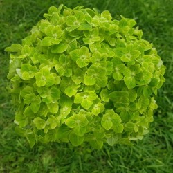 16 Green Diamond Hydrangeas