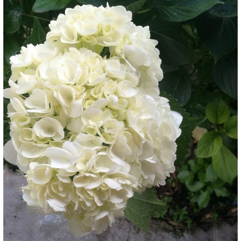 25 White Hydrangeas - Select