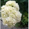 24 White Hydrangeas - Select