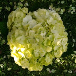 Lime Green Hydrangeas - Extra