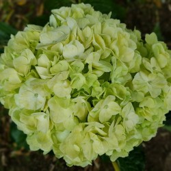 Lime Green Hydrangeas - Extra