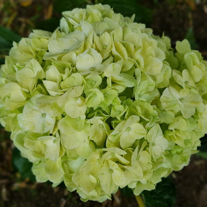 Lime Green Hydrangeas - Extra