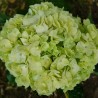 Lime Green Hydrangeas - Extra